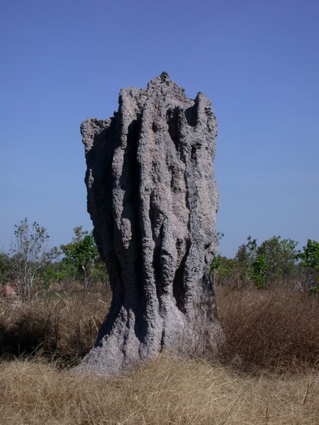Cathedral Termite Mounds